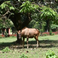 ICAR-NBAGR confers Breed Conservation Awards on Rashtriya ...